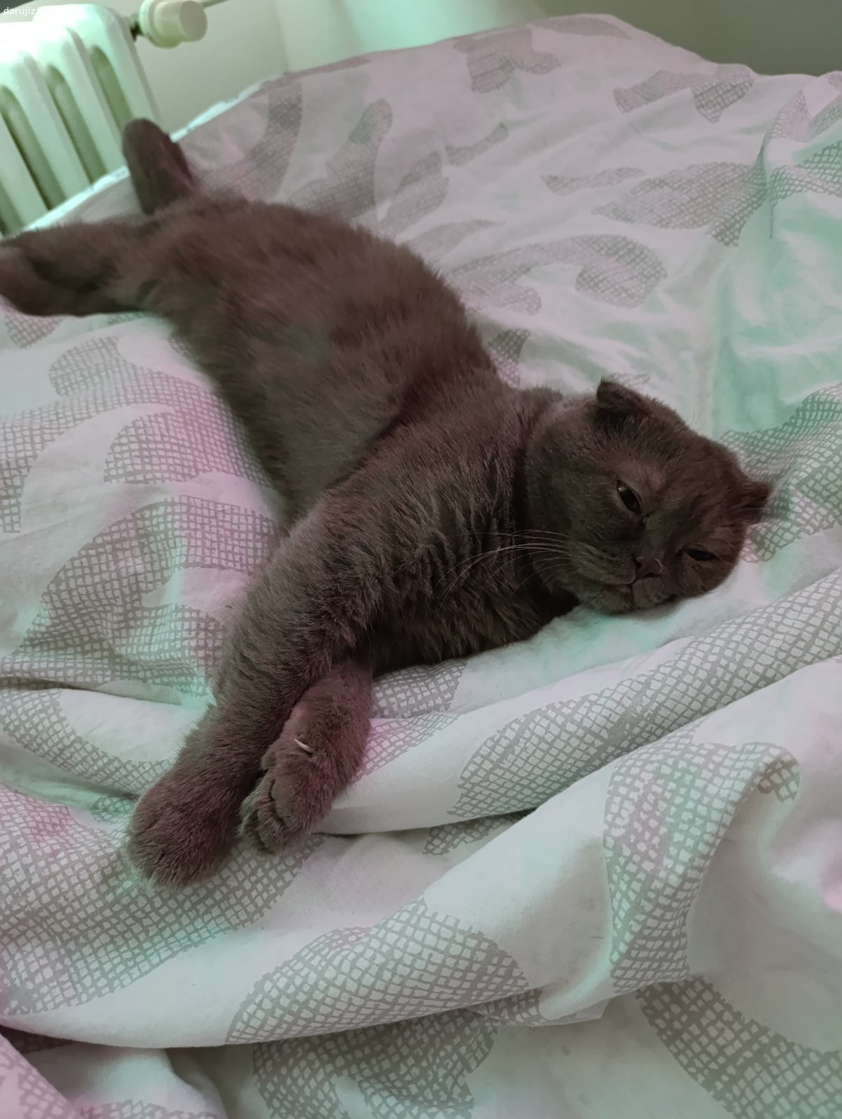 Lola kocicka. Dáme ji zdarma. Jsou jí 3 roky, jmenuje se Lola. Má všechny doklady, je čipovaná.