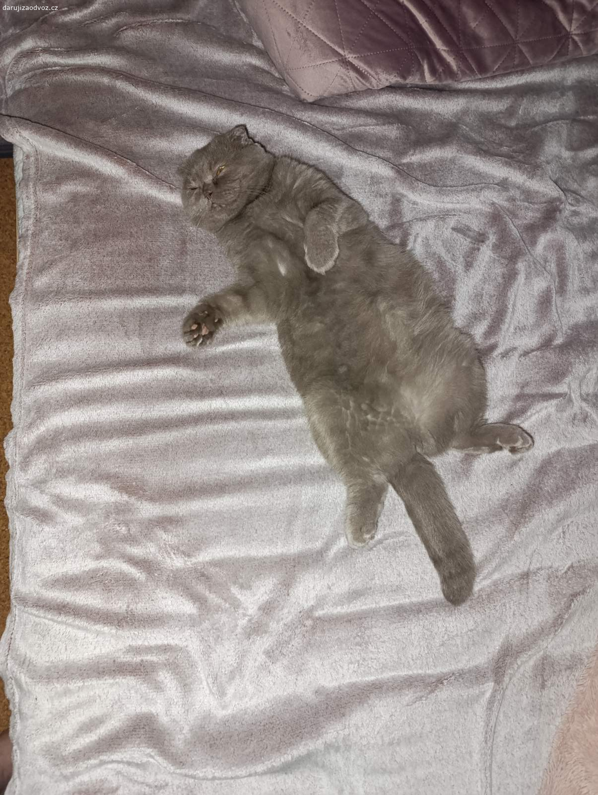 Lola kocicka. Dáme ji zdarma. Jsou jí 3 roky, jmenuje se Lola. Má všechny doklady, je čipovaná.