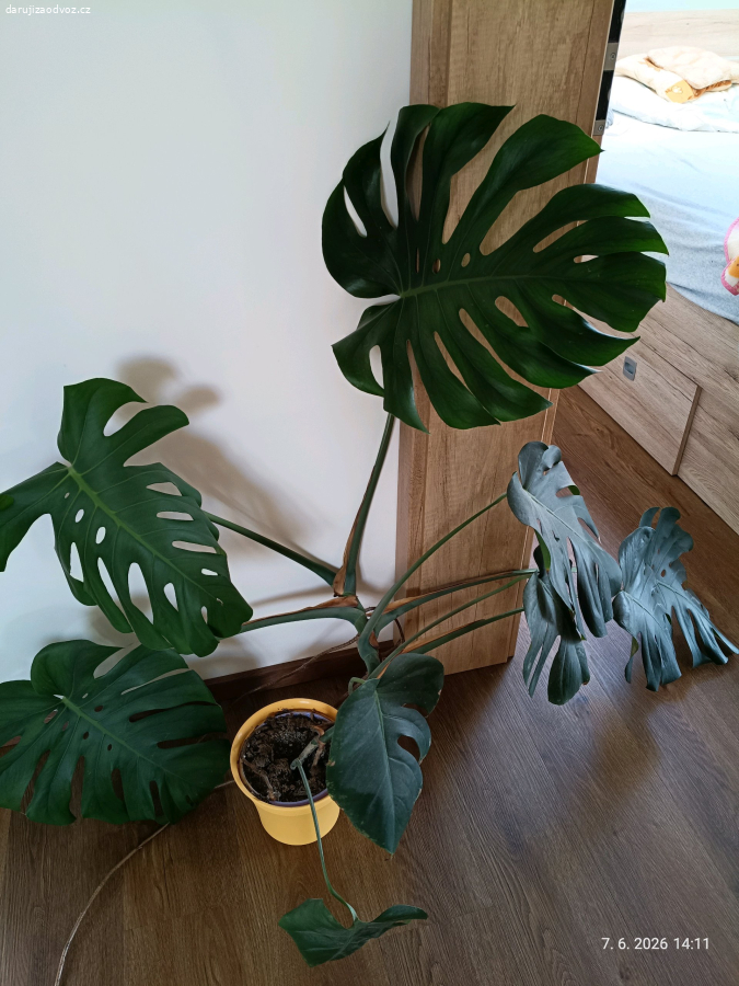Monstera