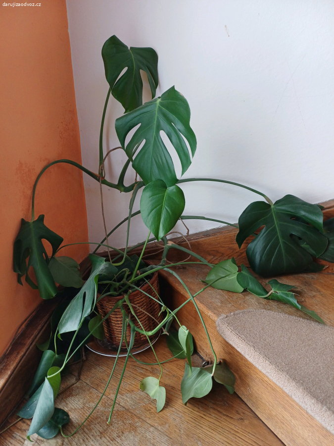 Monstera