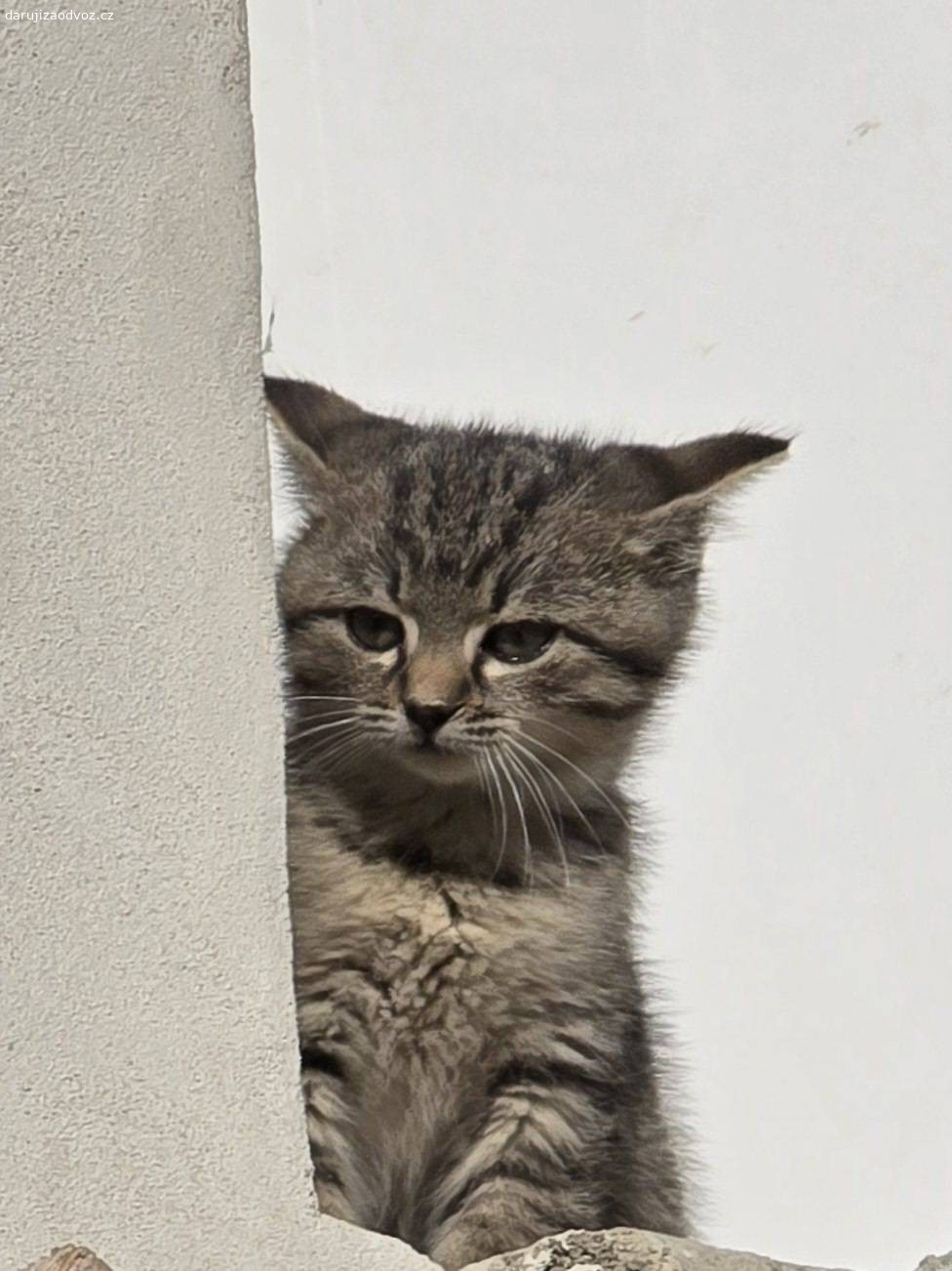 Nádherná kotátka. Máme k dispozici čtyři nádherná kotátka a jednu cca roční kočičku,
kteri zoufale potfebují nové domovy plné lasky a péce. Vsechna Zviřatka
įsou zdravá, hravá a pripravená se stát součásti vaši rodiny. Pokud máte zájem, neváhejte se ozvat