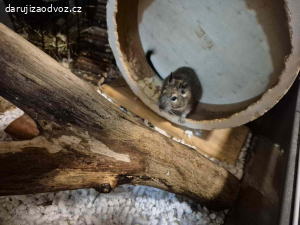 Osmáci degu + vybavená klec