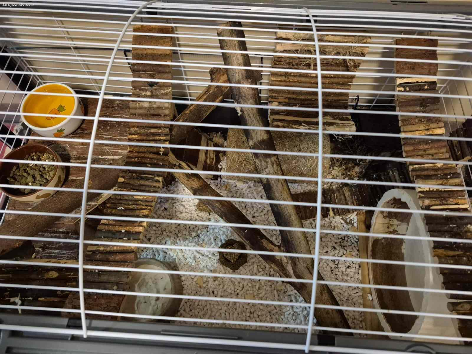 Osmáci degu + vybavená klec. Daruji pouze do dobrých rukou, dva osmáky. Samce. Jsou hodní a přátelští, ale v mém bytě je mít nemohu. Stáří 6-12 měsíců. Kupované v SuperZoo