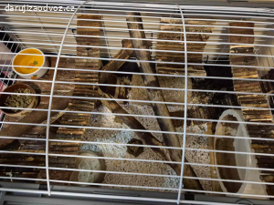 Osmáci degu + vybavená klec