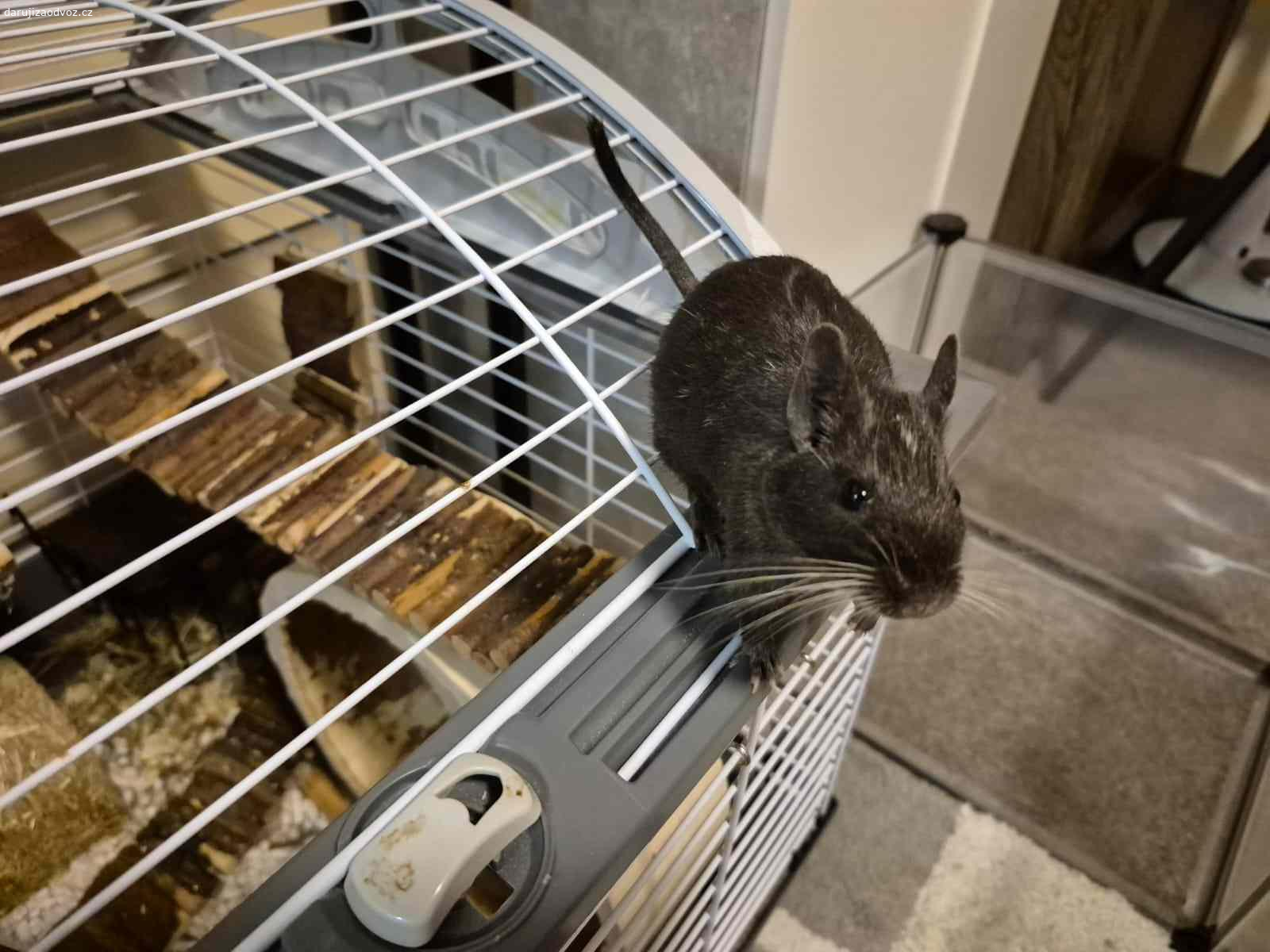 Osmáci degu + vybavená klec. Daruji pouze do dobrých rukou, dva osmáky. Samce. Jsou hodní a přátelští, ale v mém bytě je mít nemohu. Stáří 6-12 měsíců. Kupované v SuperZoo
