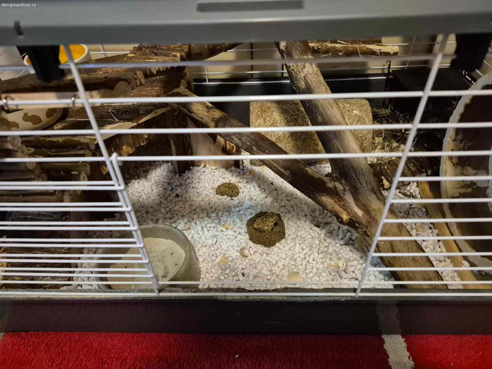 Osmáci degu + vybavená klec. Daruji pouze do dobrých rukou, dva osmáky. Samce. Jsou hodní a přátelští, ale v mém bytě je mít nemohu. Stáří 6-12 měsíců. Kupované v SuperZoo