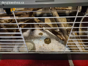 Osmáci degu + vybavená klec