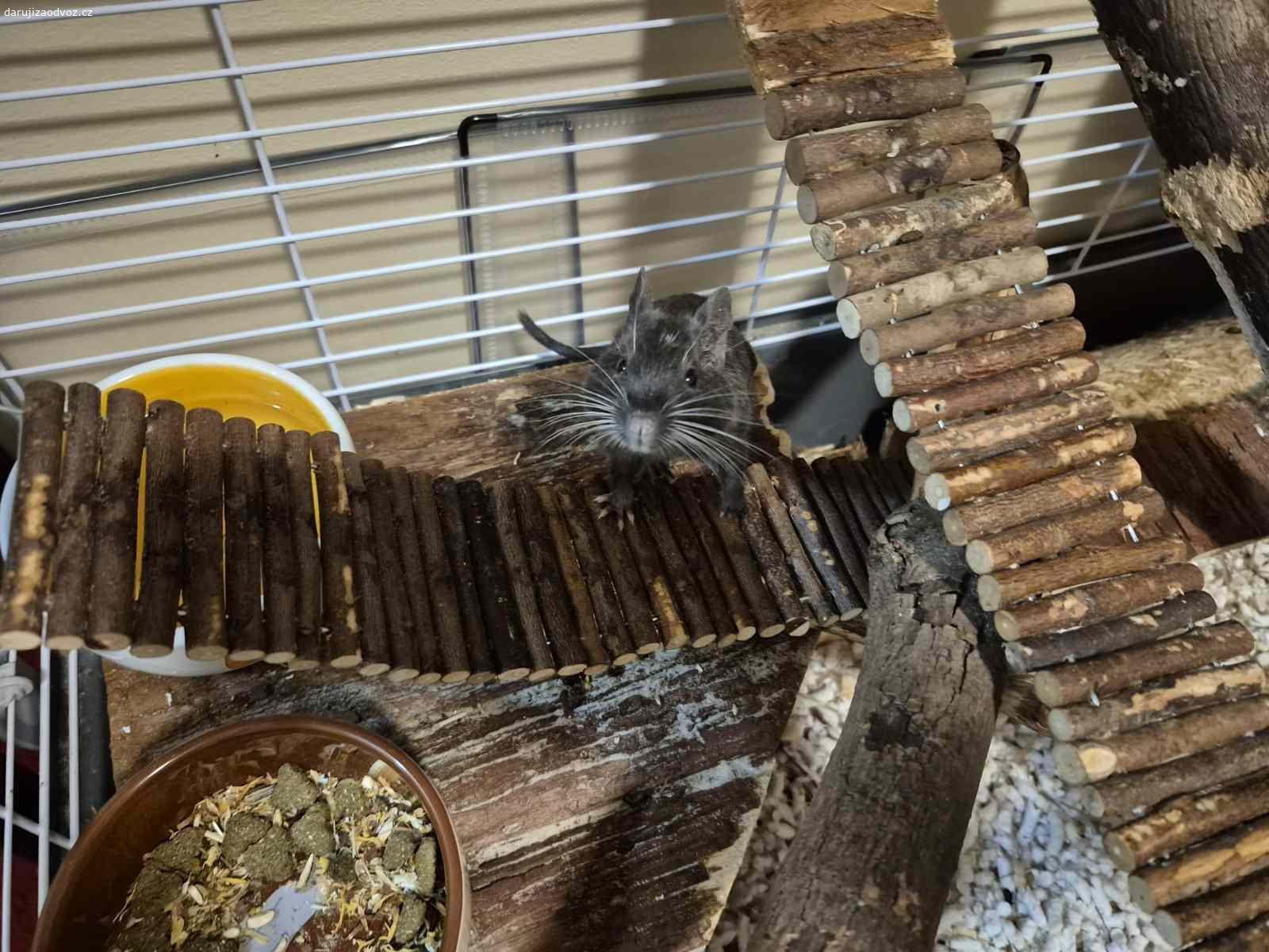 Osmáci degu + vybavená klec. Daruji pouze do dobrých rukou, dva osmáky. Samce. Jsou hodní a přátelští, ale v mém bytě je mít nemohu. Stáří 6-12 měsíců. Kupované v SuperZoo