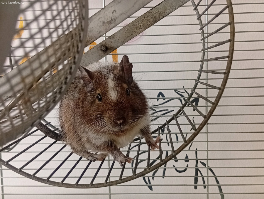 Osmák degu (kluka)