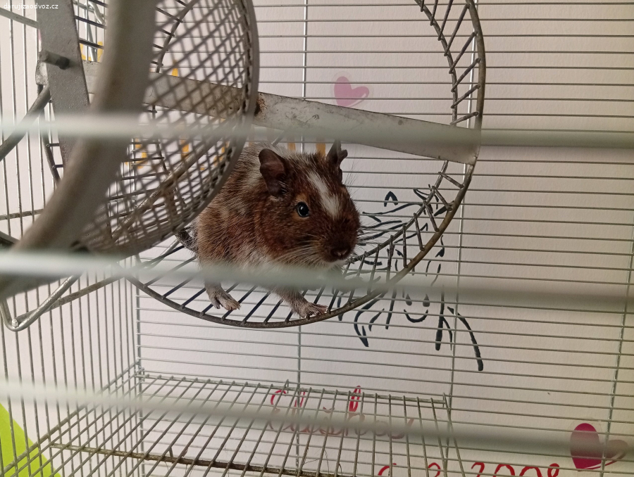 Osmak Degu