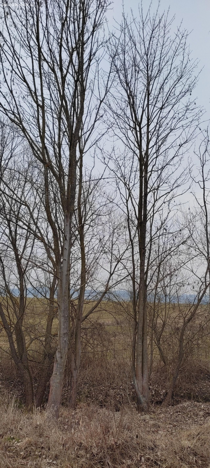 Palivové dřevo. Nabízím palivové dřevo za zpracování (pokácení, likvidace větví,..) a za odvoz.
K dispozici zhruba 20 stromů, viz foto. Většina jsou javory.