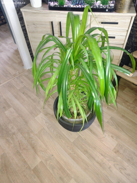 Pandanus