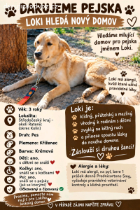 Pes i Dog kříženec jméno Loki