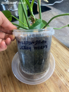 Philodendron Jery Horne