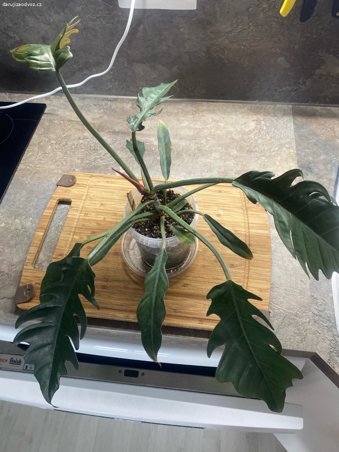 Philodendron Jungle Boogie