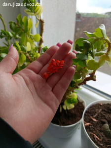 Pokojová kitka ( kalanchoe)
