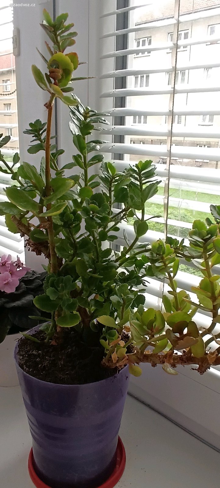 Pokojová kitka ( kalanchoe). Daruji pokojovku, květe oranžovými kytkami