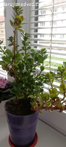 Pokojová kitka ( kalanchoe)