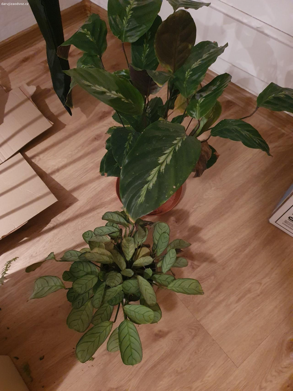 pokojovky. ctenante a calathea