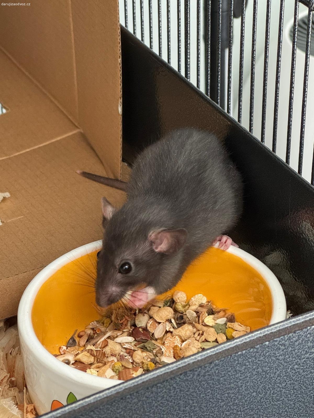 Potkani (spěchá). Dariji tři potkany cca 4 měsíce + daruji zrní. Možné se domluvit na dovozu, když bude rychlé jednání.