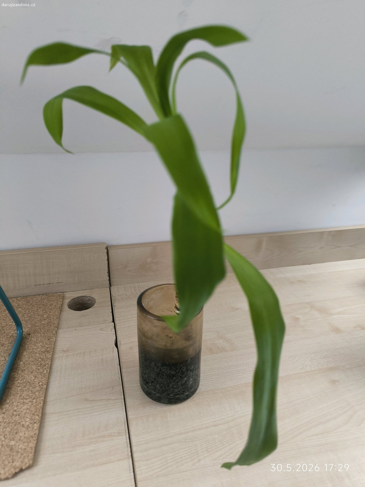 rostlina. Výška rostliny min.30 cm. Má kořeny a potřeba zasadit do květináče.