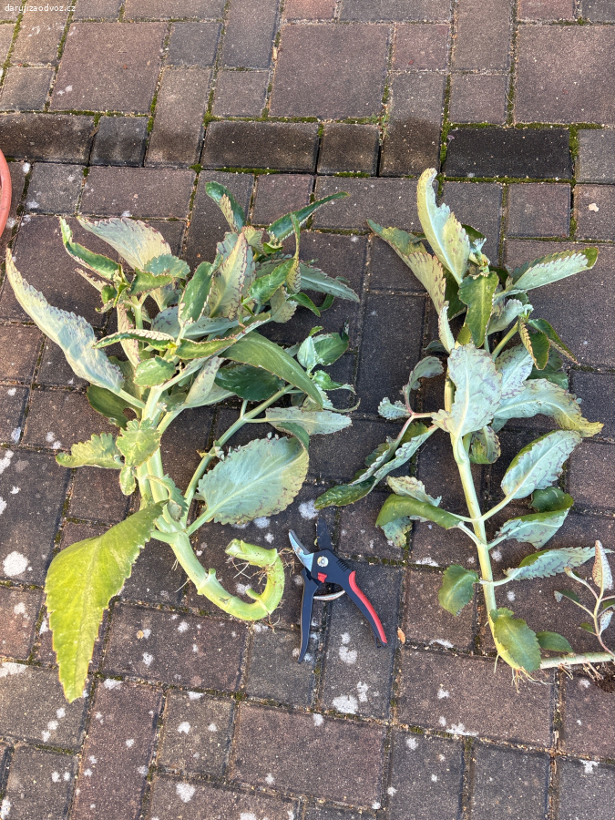 Rostliny Kalanchoe