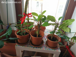Rostliny v květináči - pryšec, různé velikosti