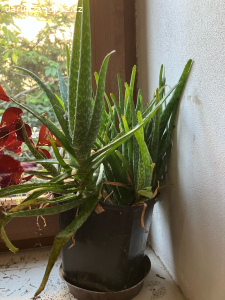 sazenice aloe a ajonia