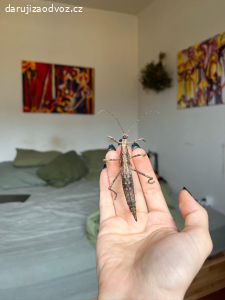 strašilky Sungaya inexpectata