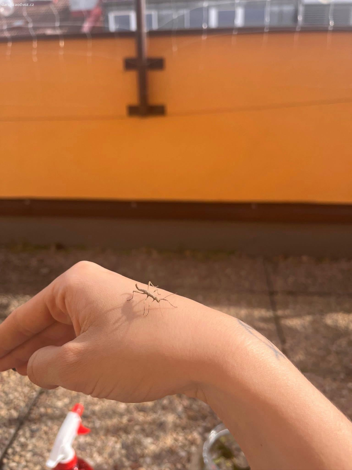 strašilky Sungaya inexpectata. Mám zatím 8 mimin od týhle krasavice (sungaya inexpectata) a pořád přibývají.