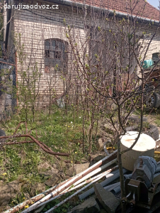 Stromky malých trneček