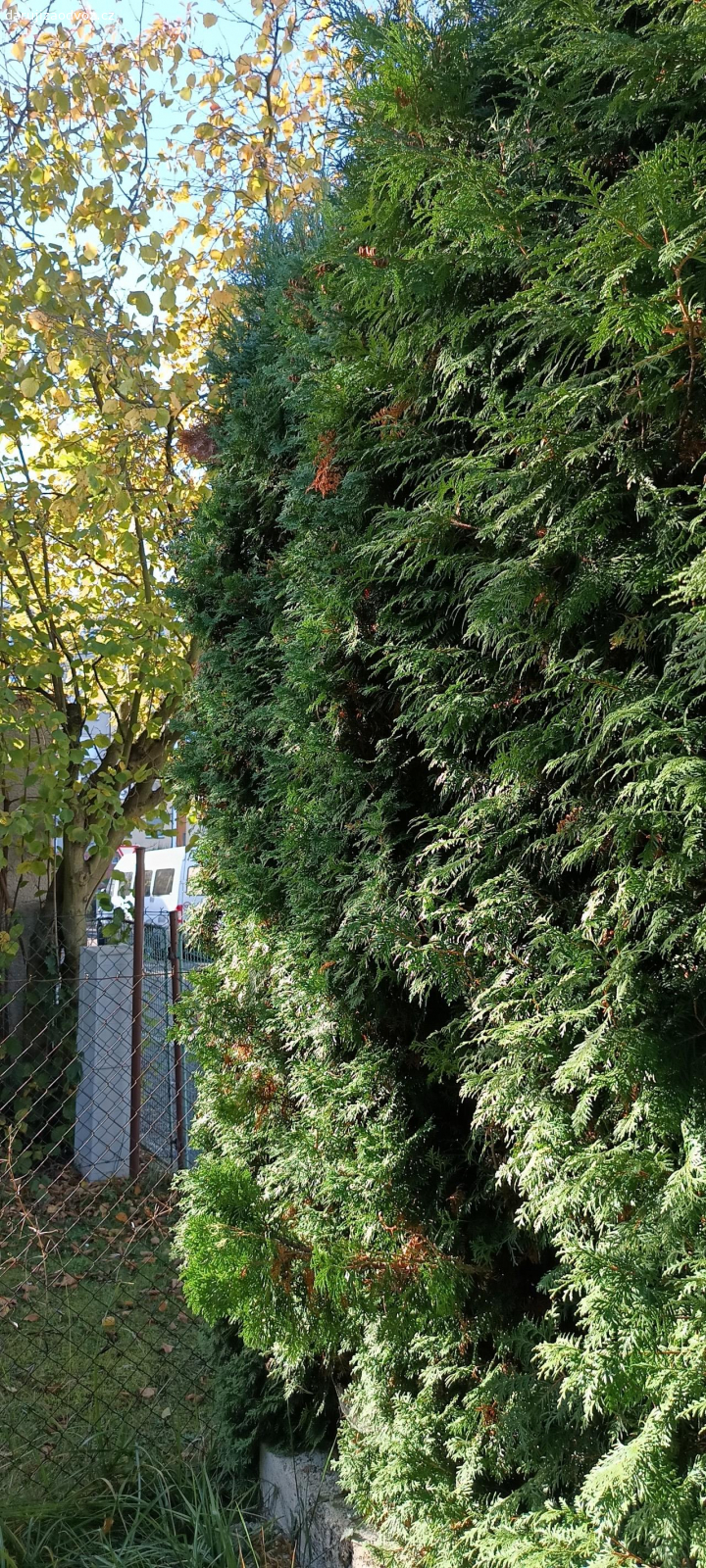 Thuje. Daruji thuje ze živého plotu na tvorbu vazeb a dekorací za pokácení a odstranění pařezů s kořeny. Výška cca 3metry, délka živého plotu cca 8 metrů.