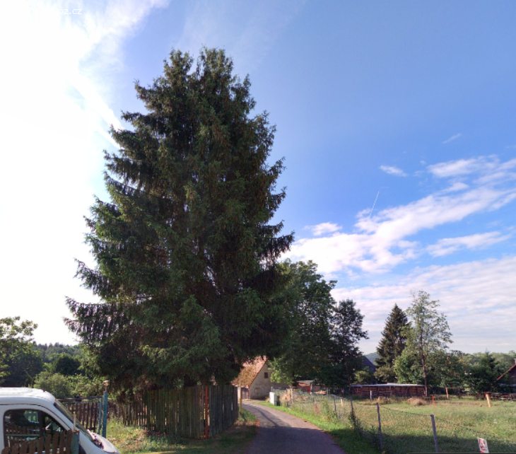 Vánoční strom/dřevo na podpal - za pokácení a odvo. Vánoční strom/dřevo na podpal - za pokácení a odvoz - Lokace: Okrouhlá 47301, Strom k dispozici v krajním rohu zahrady u cesty, zdarma, za pokácení a odvoz. Vhodné jako obecní Vánoční strom nebo dřevo na podpal.