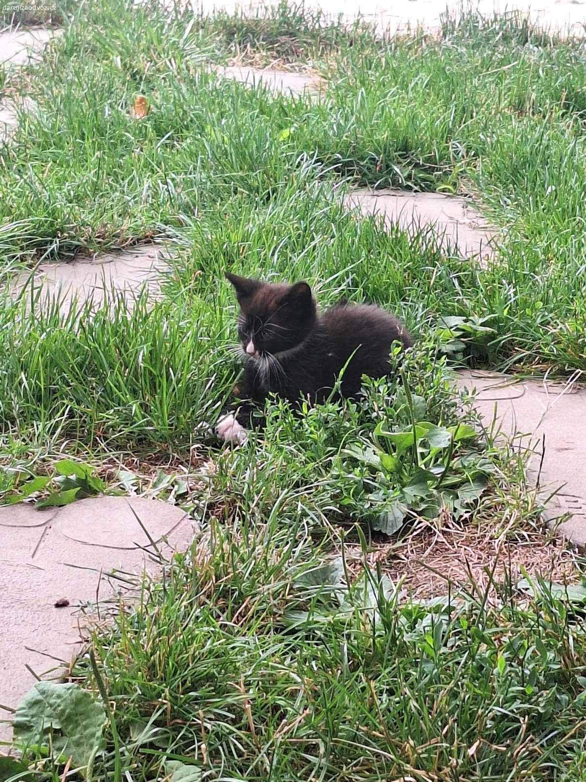 Vesnické koťata. Daruji koťata, 9.týdnu, odčervená.