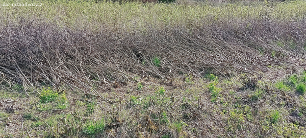 větve - vhodné ke štěpkování - suche