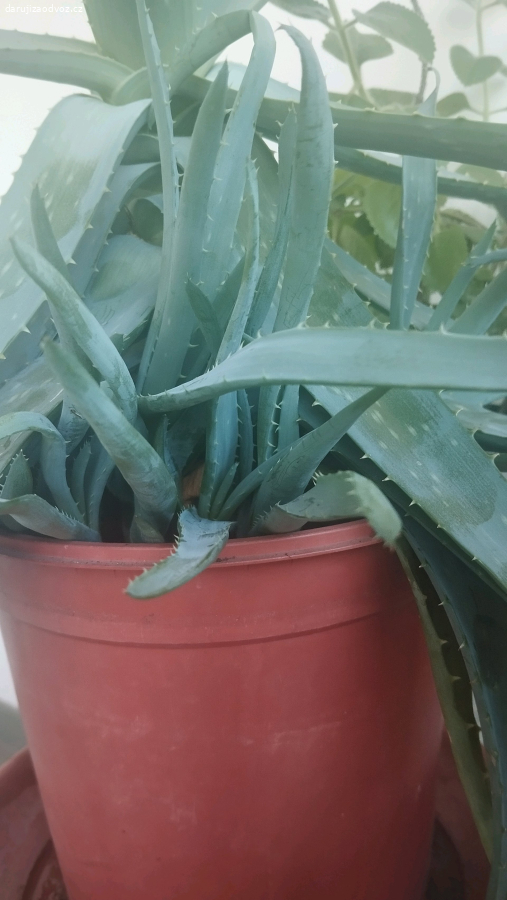 Výhonky Aloe Věra