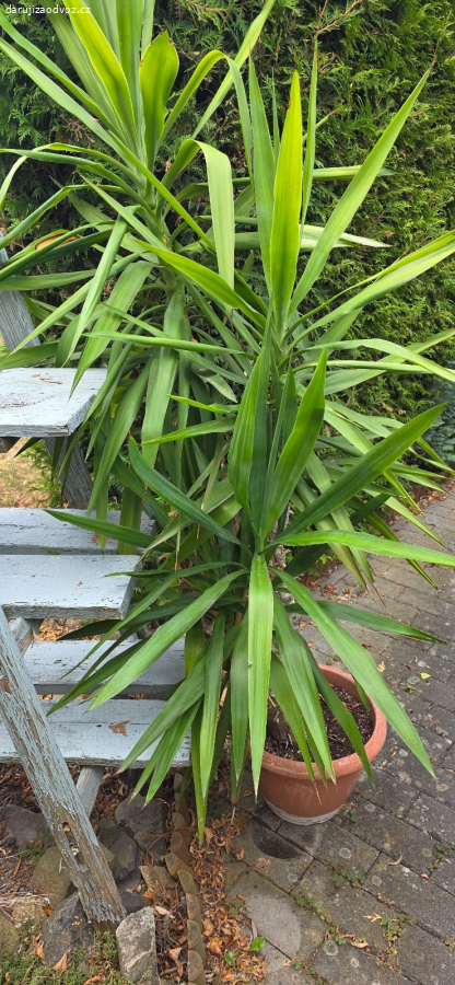 Yucca gigantis