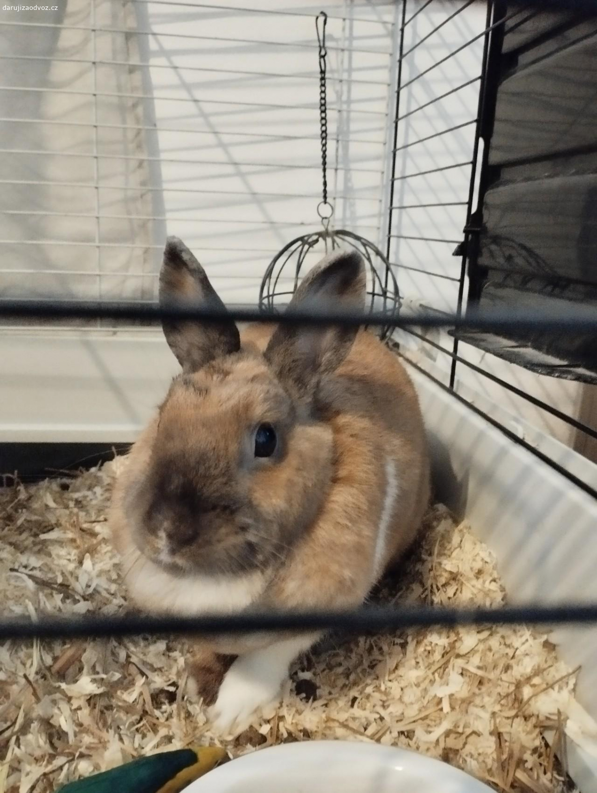 Zakrslý králíček (holčička). S těžkým srdcem musíme se rozloučit s naší dvouletou holčičkou na jméno Bunny. Je hravá, mazlivá, zvyklá na prostor mimo klec, což jí zajistit nemůžeme kvůli tomu, že furt nejsme doma. klec je starší, spíš na výměnu. Spěchá. Pouze vlastní odběr. Klec velká