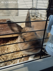 Zakrslý králíček (holčička)